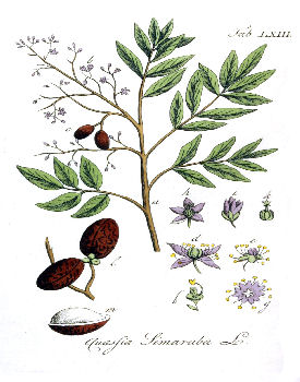 Simarouba officinales